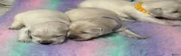 Golden Retriever dogs for sale: White show lines retriever puppies  - Advert 8