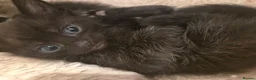 Mixed Breed cats for sale: Two half bengal boys in Christchurch - Advert 9