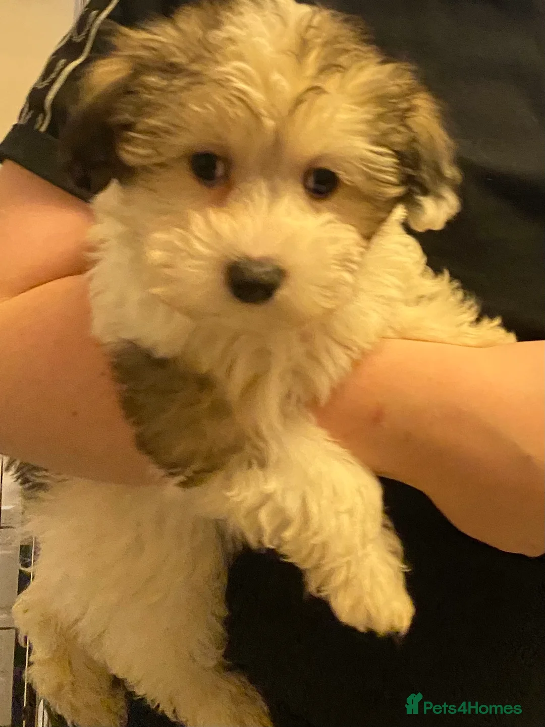 Maltipoo dogs for sale: Adorable Maltipoo Puppies - Advert 2