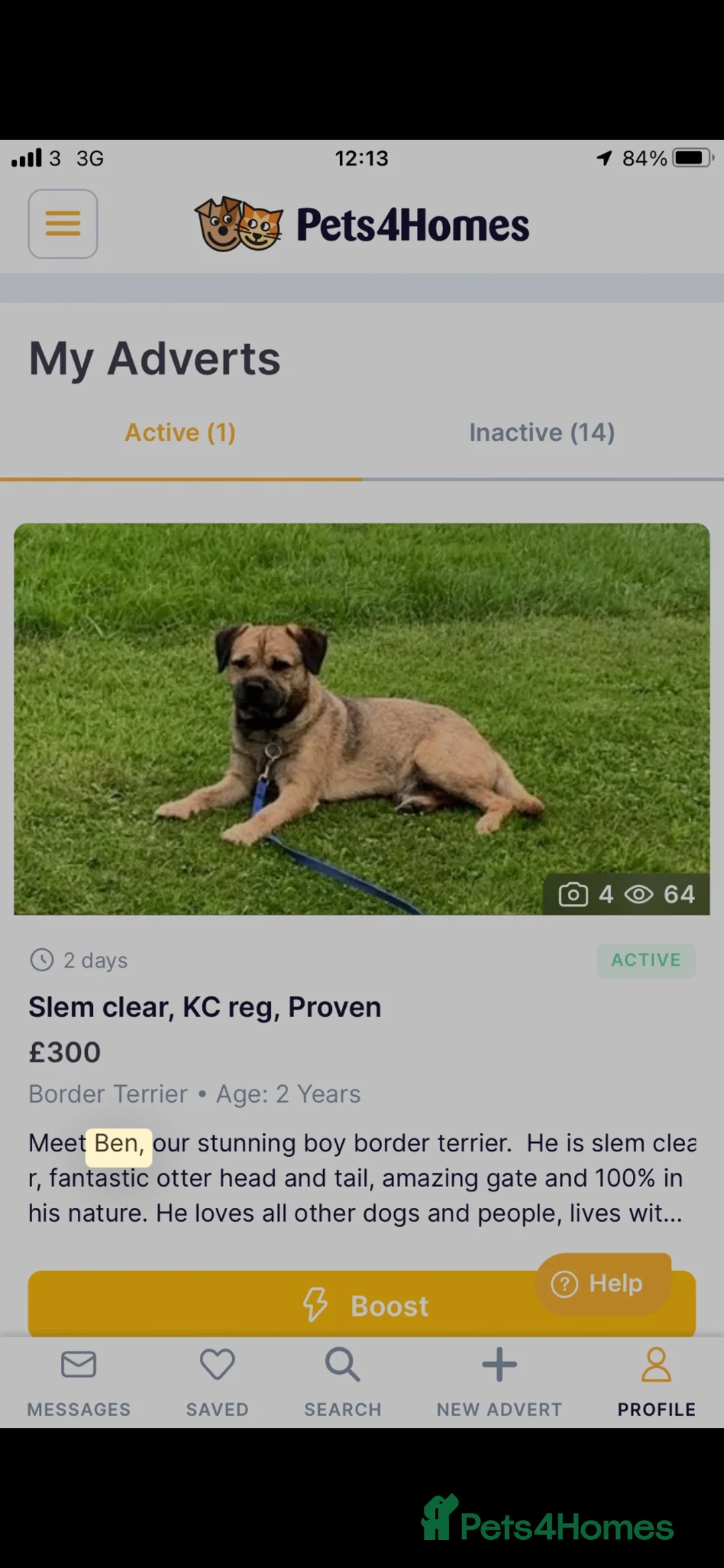 Border Terrier dogs for sale: Stunning border terriers  - Advert 2