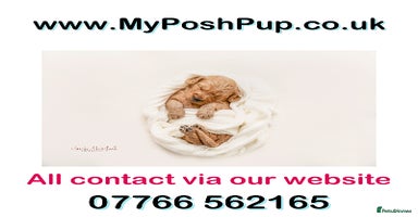 Mini Goldendoodle dogs in Lincoln - Advert 4