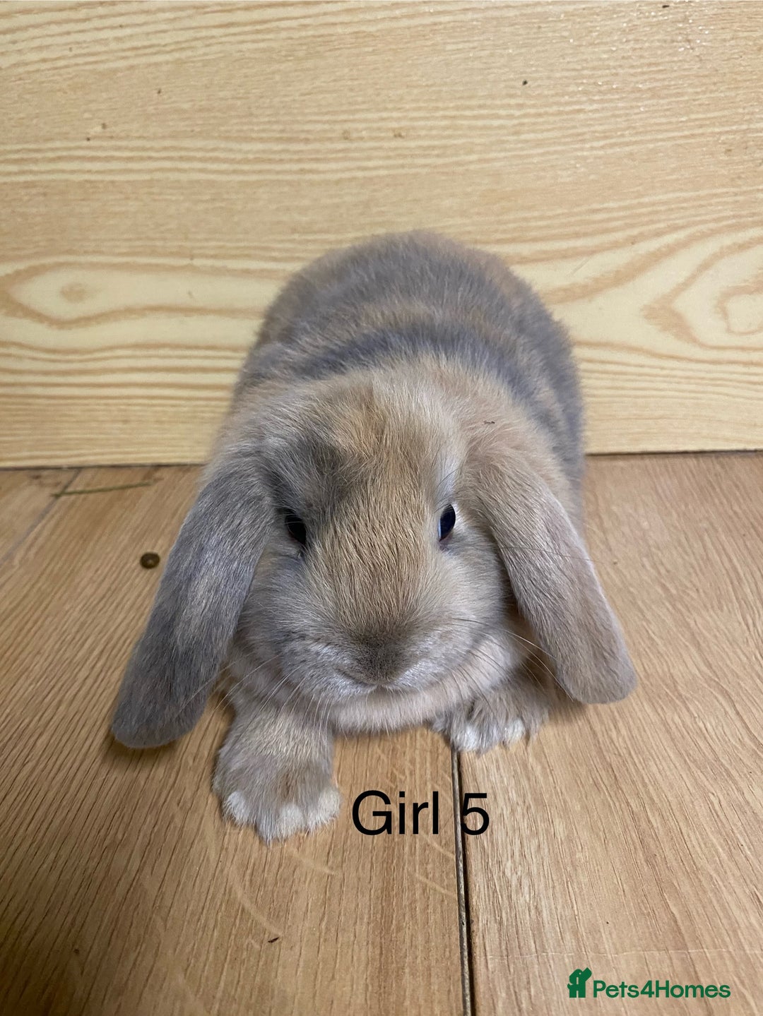 Mini Lop rabbits for sale: Beautiful litter lop bunnies  - Advert 6