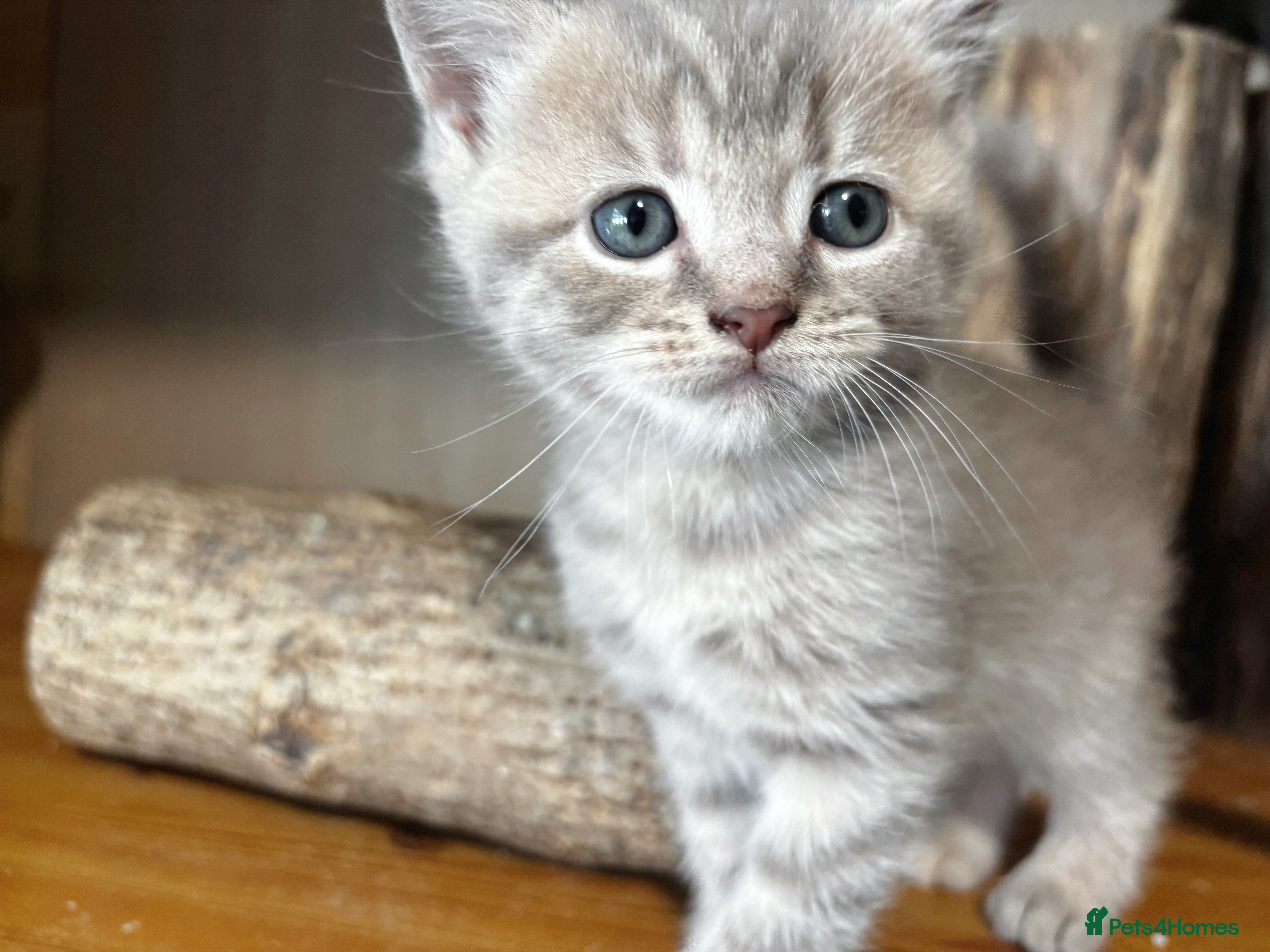 British Longhair cats Playful and beautiful kittens - Advert 14