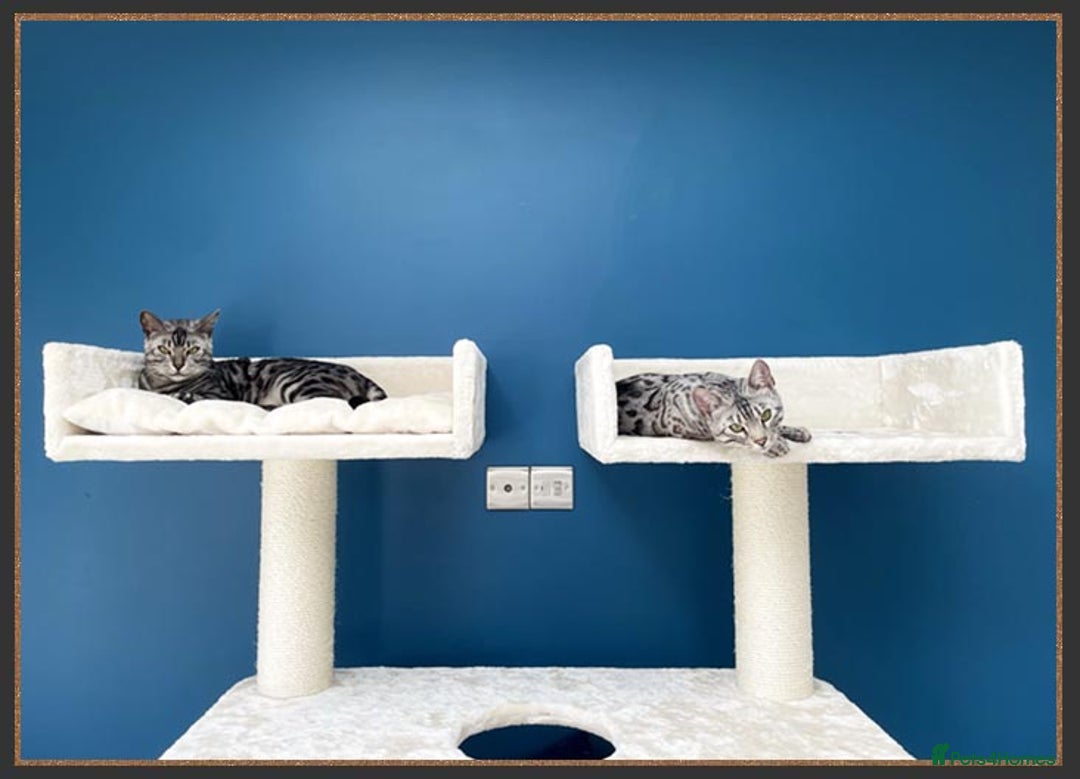 Bengal cats for sale: Silver Spotted Bengal Siblings Haja And Tala - Image 5
