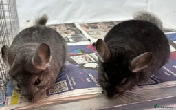 Chinchilla rodents for sale: Billy & Bobby, fabulous standard brothers, v.tame - Advert 5