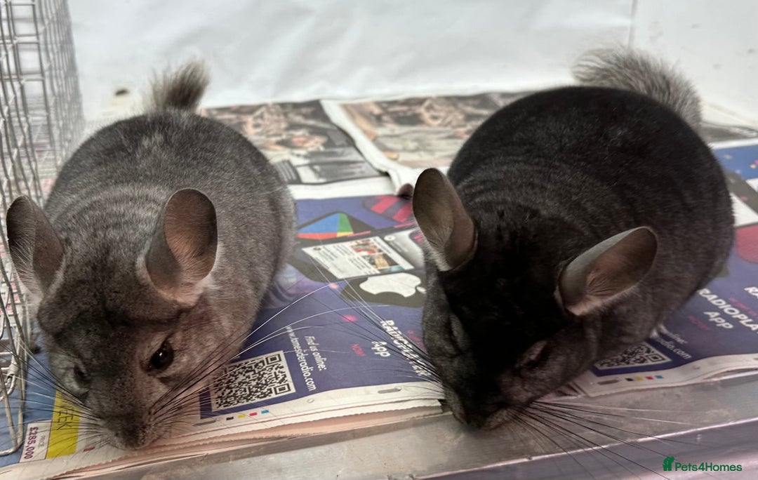 Chinchilla rodents for sale: Billy & Bobby, fabulous standard brothers, v.tame - Advert 5