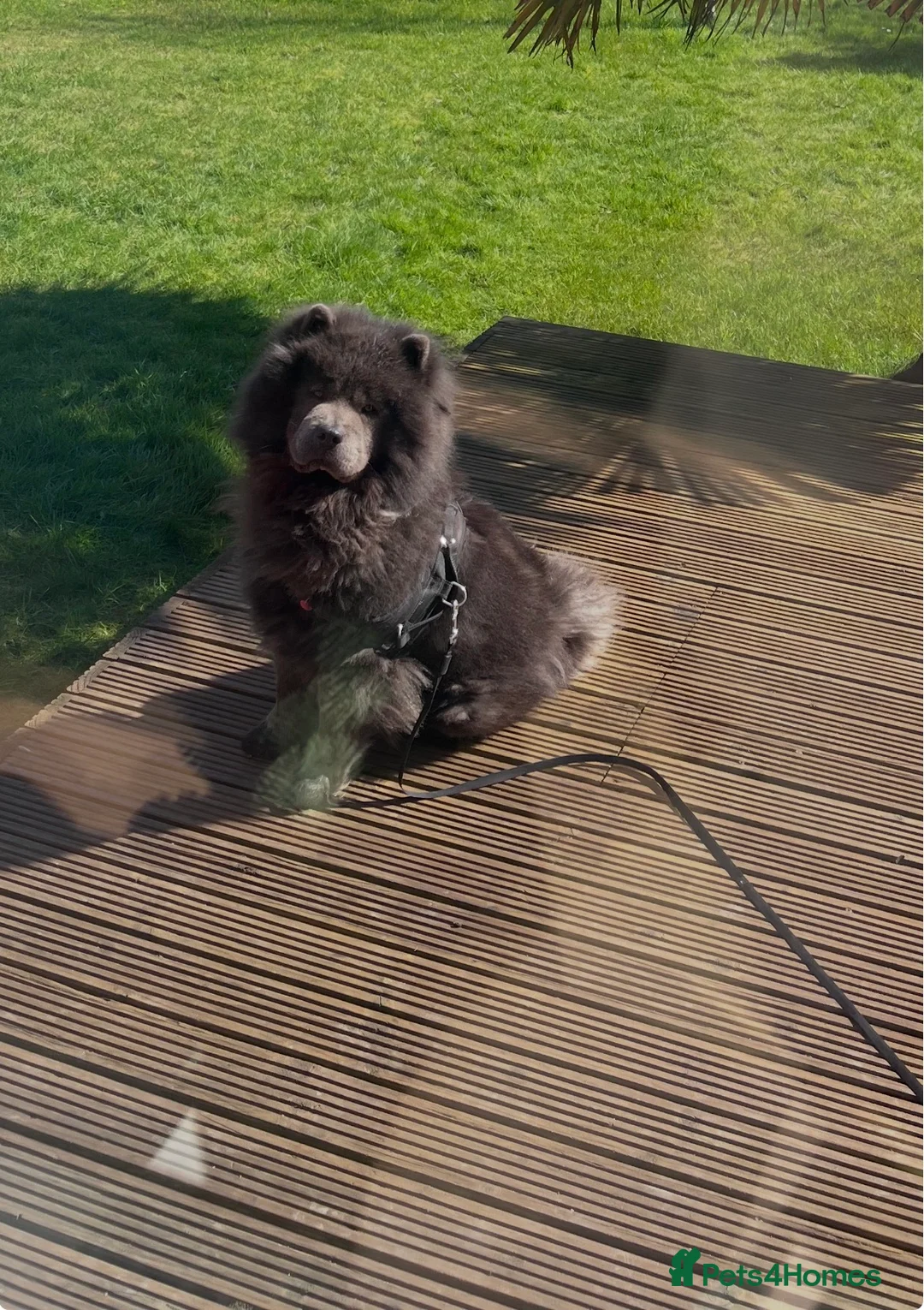 Chow Chow dogs for sale: Chow Chow  **   in Halesowen - Advert 2