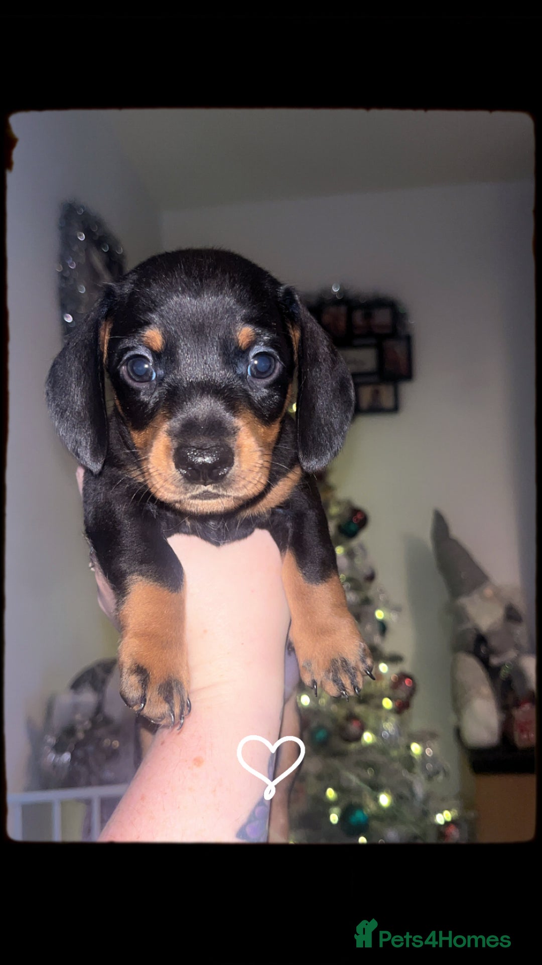 Dachshund dogs for sale: Exceptional Puppies 1 Boy boy left  - Advert 13