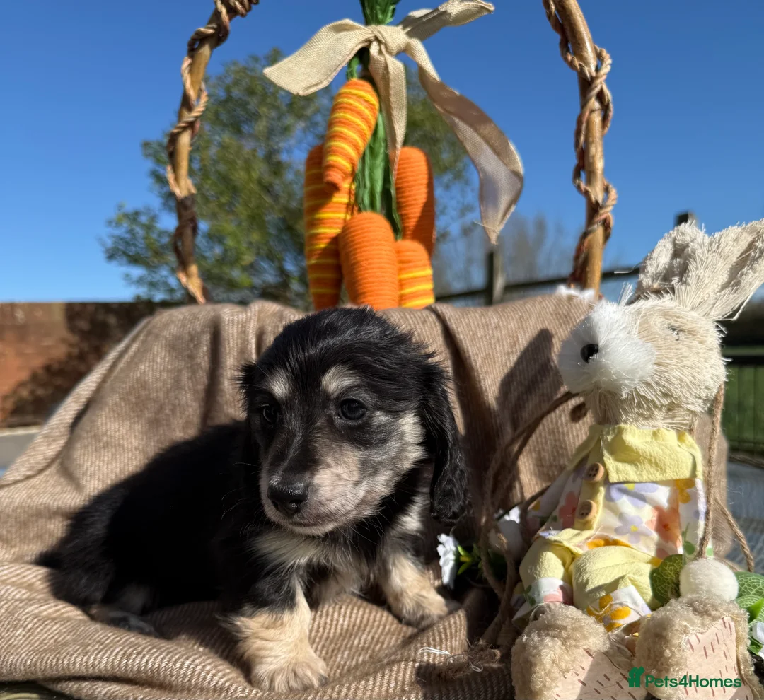 Dachshund dogs for sale: Stunning miniature long haired dachshund  - Advert 2