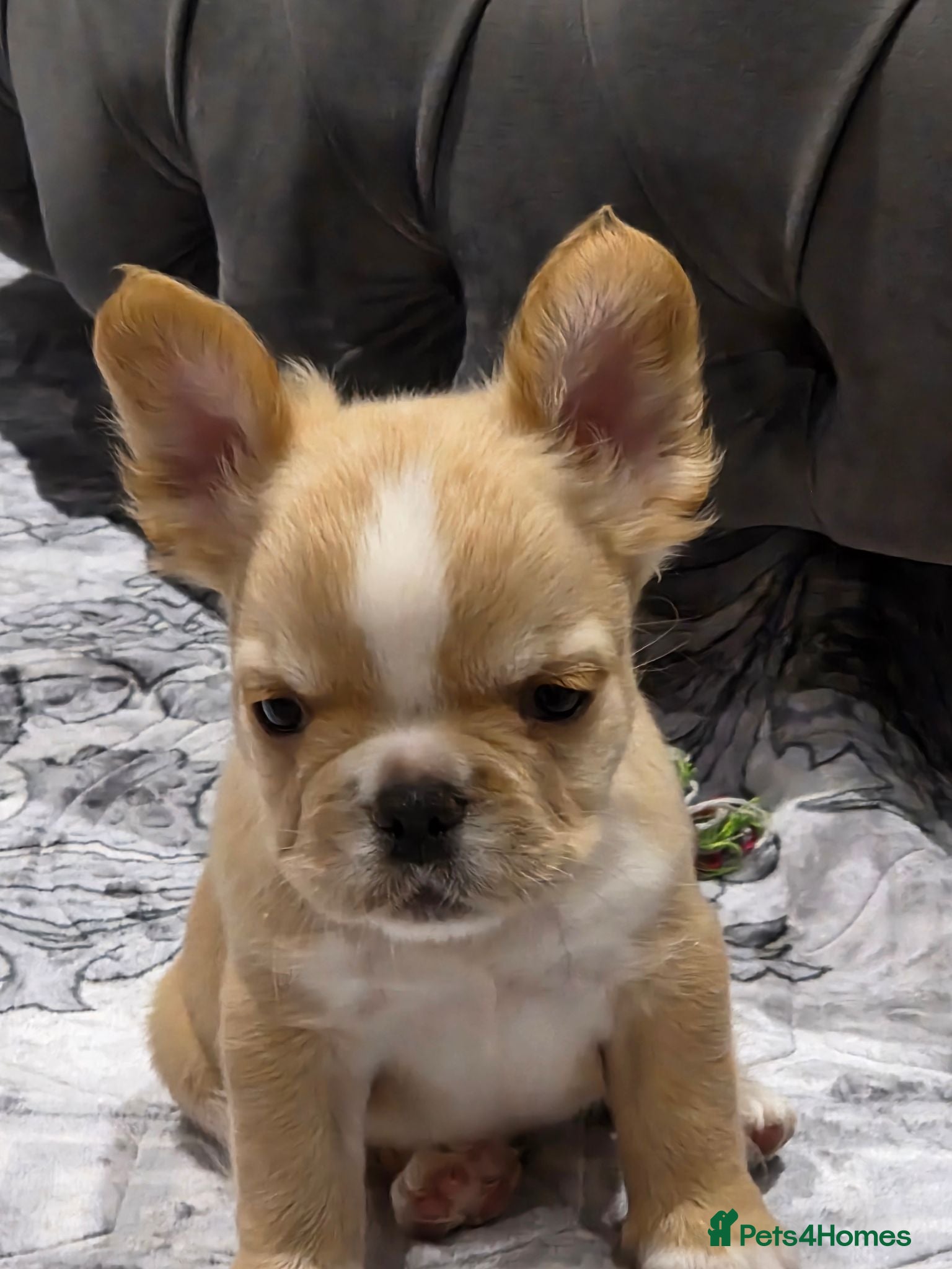 French Bulldog dogs French bulldog puppues - Advert 7