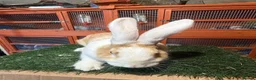 Continental Giant rabbits for sale: Pure breed continental giants female  - Advert 7