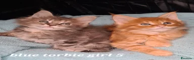 Maine Coon Kitten 5