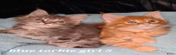 Maine Coon cats for sale: Pedigree tica mainecoon kittens - Advert 31