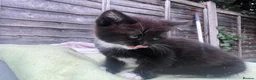 Mixed Breed cats for sale: Adorable kitten available for sale. - Advert 5