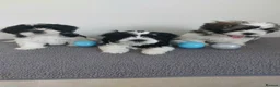 Shih Tzu dogs for sale: Beautiful Shih Tzu Puppies 💛💚❤️🩷 - Advert 12