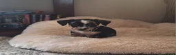 Mixed Breed dogs for sale: 7 month old mix breed Ziggy - Advert 3