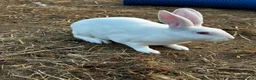 Rex rabbits for sale: Beautiful Ermine white Rex buck  - Advert 1