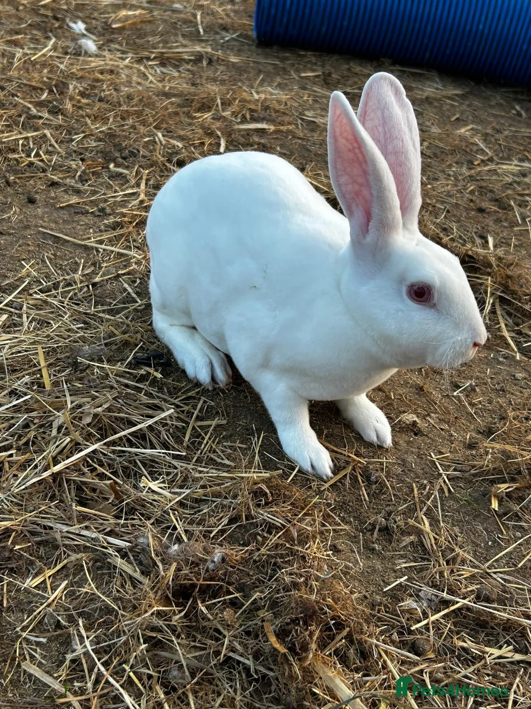 Rex rabbits for sale: Beautiful Ermine white Rex buck  - Advert 1