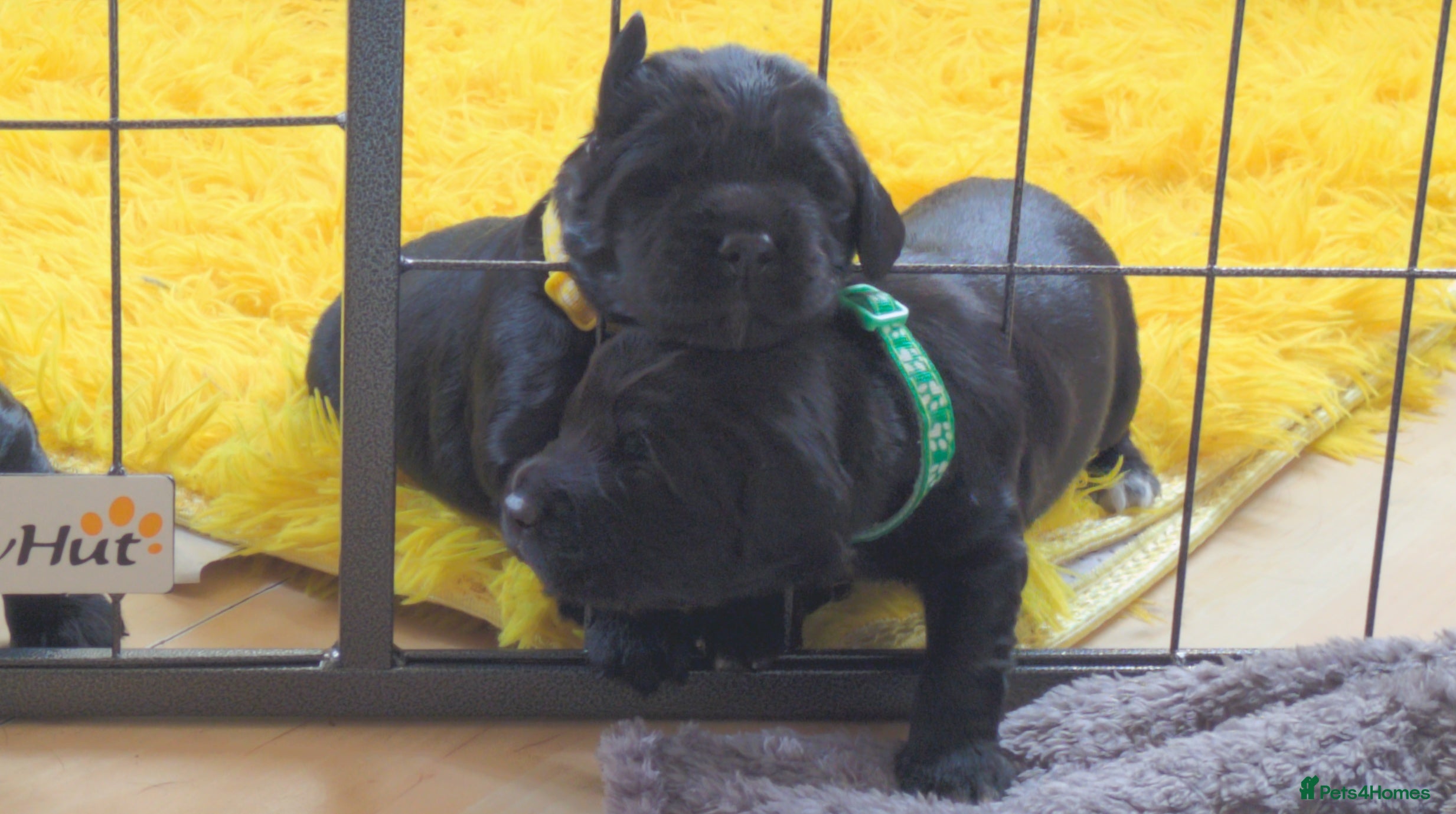 Sprocker dogs for sale: Sprocker puppies in Scunthorpe - Advert 14