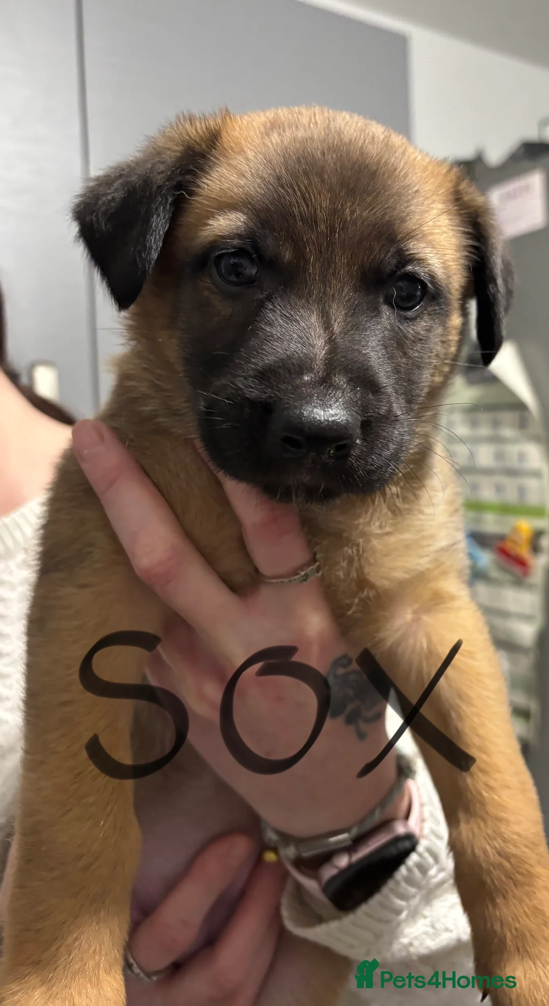 Belgian Shepherd Dog dogs for sale: Belgian Malinois cross puppies for sale.  - Advert 7