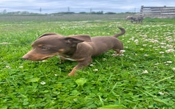 Jack Russell dogs for sale: Beautiful Jack Russell Puppies for sale  - Image 6