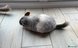 Chinchilla rodents for sale: Trio of Young Males - Image 9