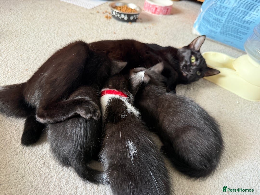 Mixed Breed cats for sale: Beautiful siamese mix kittens - Image 21