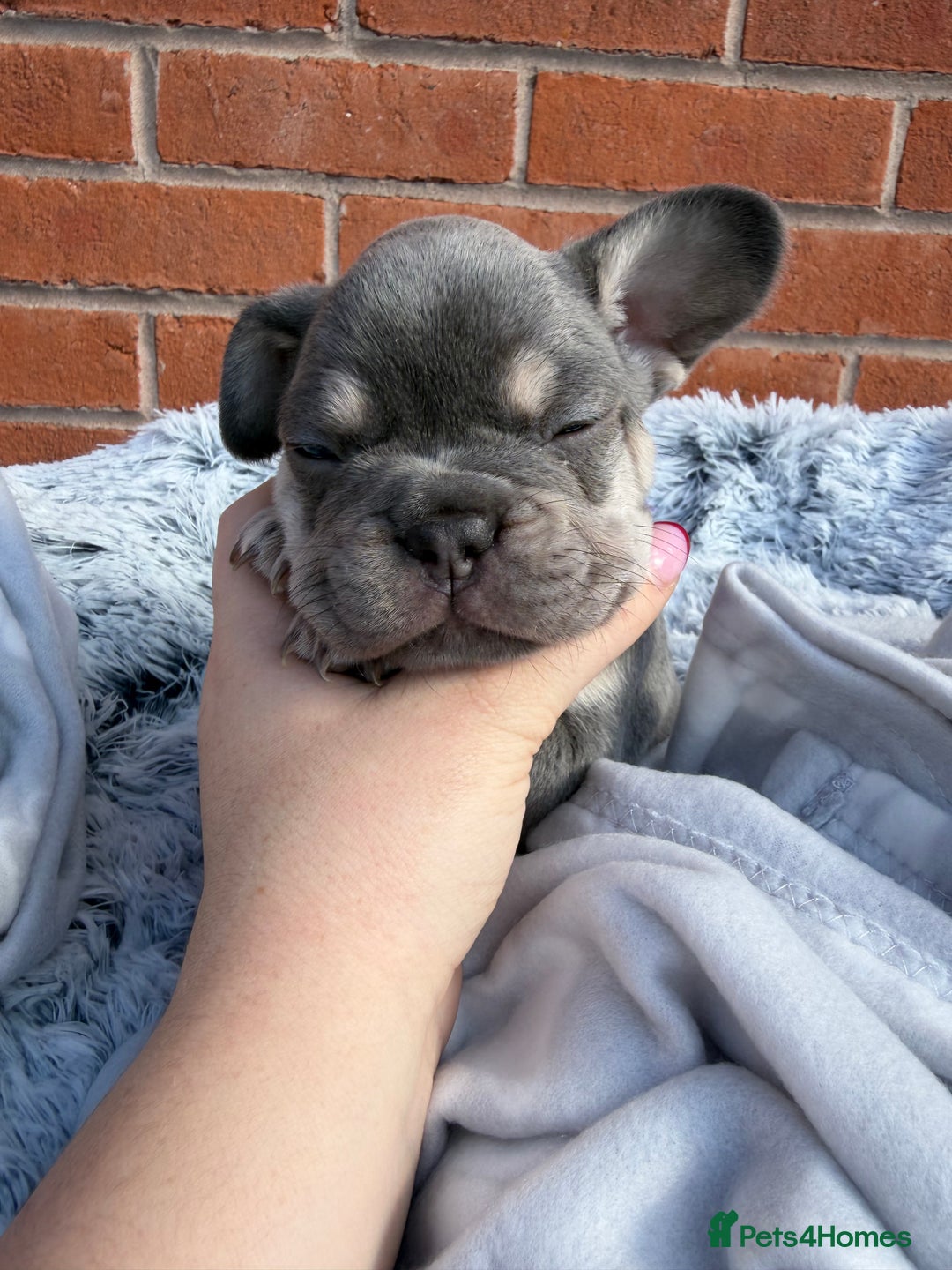 French Bulldog dogs for sale: 7 BEAUTIFUL FRENCHIE PUPPIES FOR SALE 🐾🐶  - Image 31