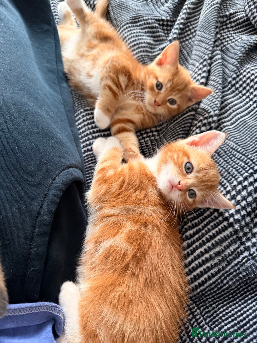 Mixed Breed cats for sale: 2 girls tabby and 2 boys gingers ragdoll tabby mix - Image 7