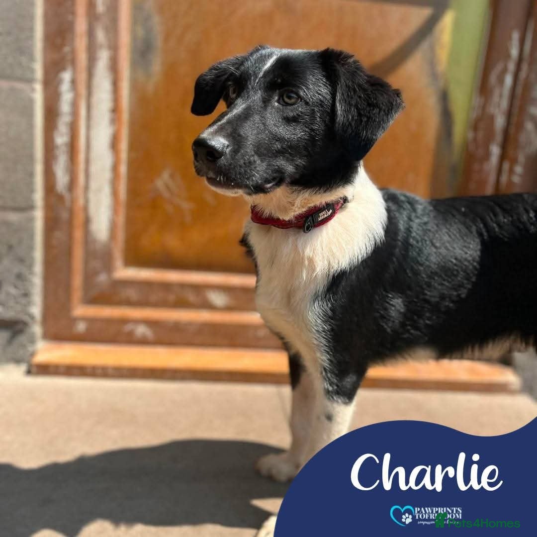 Mixed Breed dogs Meet Charlie, currently residing in Cheshire  - Advert 1