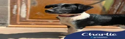 Mixed Breed dogs for adoption: Meet Charlie, currently residing in Cheshire  - Advert 1