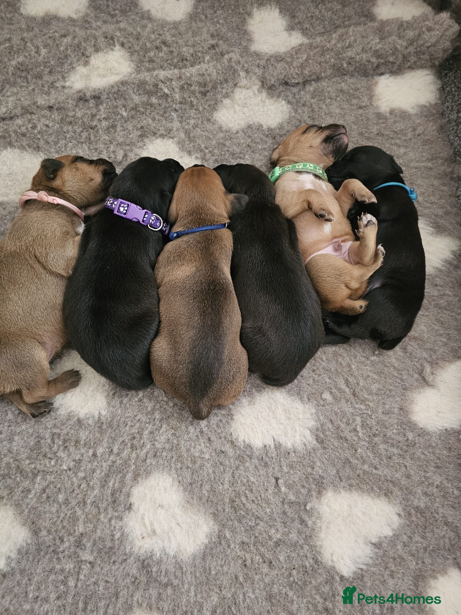 Patterdale Terrier dogs Patterdal puppies for sale. - Advert 2