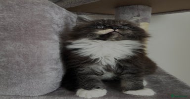 Maine Coon cats - Advert 15
