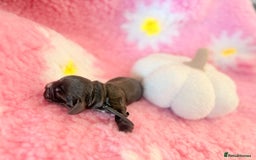 Cocker Spaniel dogs for sale: Stunning litter of show cocker spaniels  - Image 32