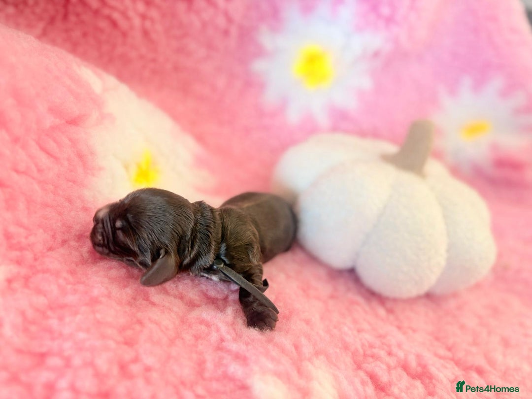 Cocker Spaniel dogs for sale: Stunning litter of show cocker spaniels  - Image 32