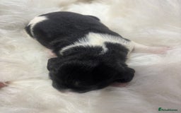 Sprocker dogs for sale: DNA CLEAR SUPERB QUALITY  LITTER🎃 - Image 9