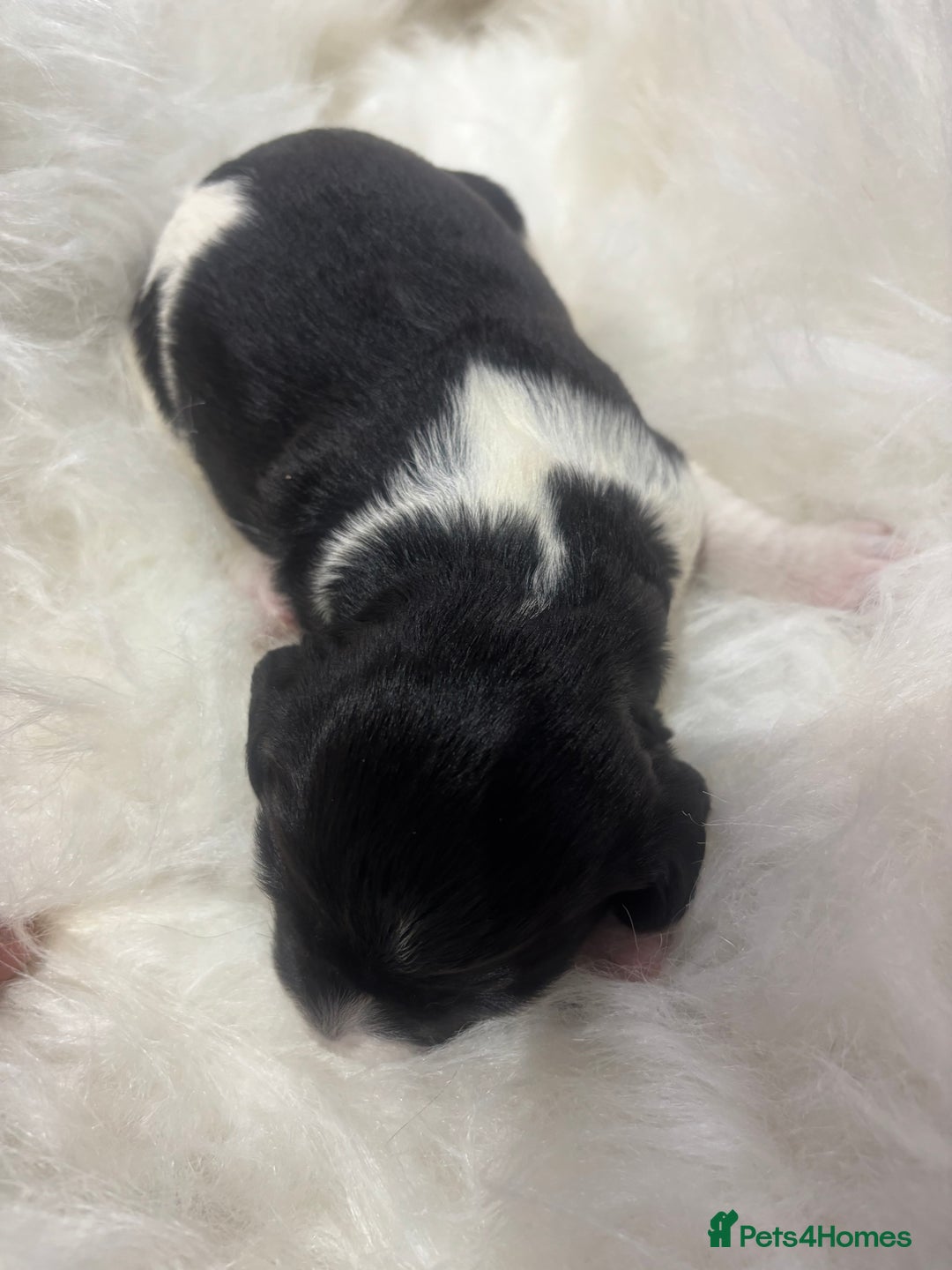 Sprocker dogs for sale: DNA CLEAR SUPERB QUALITY  LITTER🎃 - Image 9