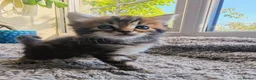 Ragcoon cats for sale: Ragcoon Kittens  - Advert 16