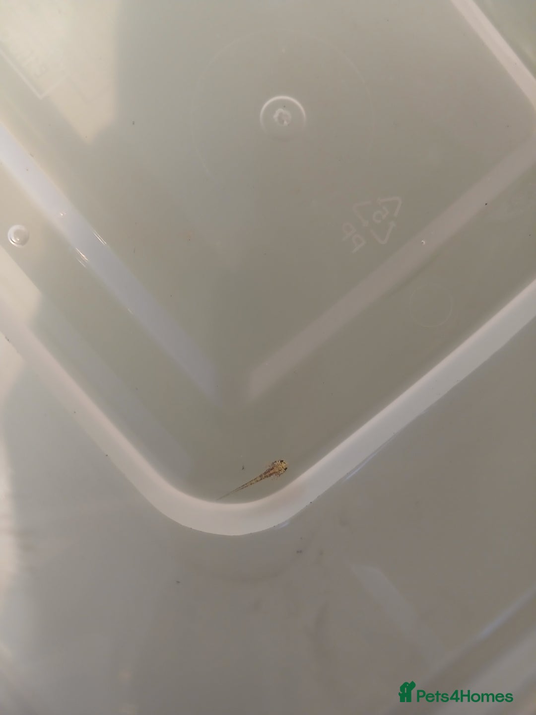 Axolotl reptiles for sale: Baby axolotls  - Advert 3