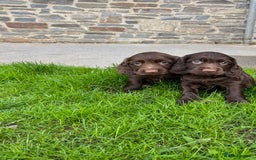 Sprocker dogs for sale: HEALTH TESTED cocker/springer spaniel puppies   - Image 12