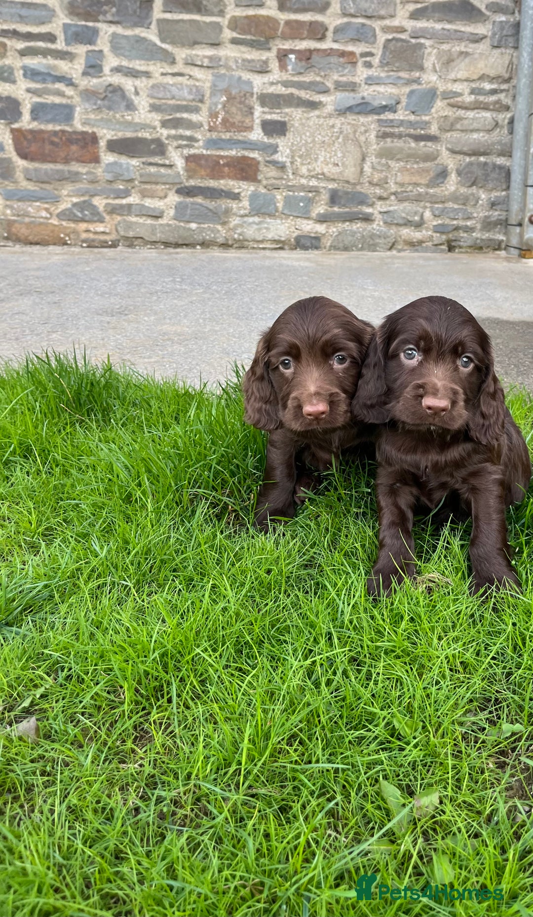 Sprocker dogs for sale: HEALTH TESTED cocker/springer spaniel puppies   - Image 12