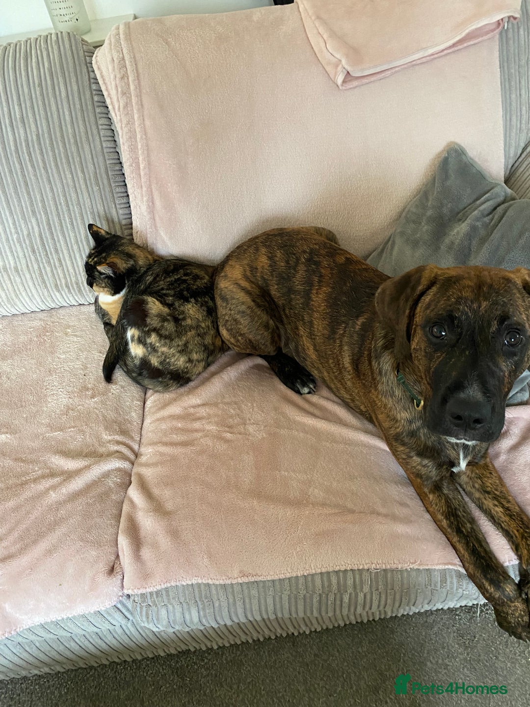 Mixed Breed dogs for sale: Make Staffordshire bull terrier  - Advert 1