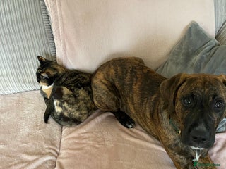 Mixed Breed dogs Make Staffordshire bull terrier - Advert 12