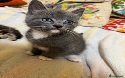 British Shorthair cats for sale: Gorgeous friendly kittens - Image 9