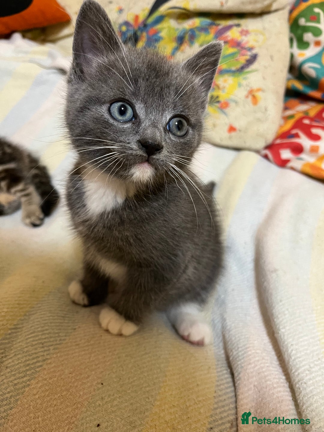 British Shorthair cats for sale: Gorgeous friendly kittens - Image 9