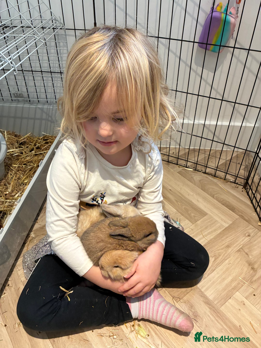 Mini Lop rabbits for sale: Mini lop bunnies looking for forever homes  - Advert 7