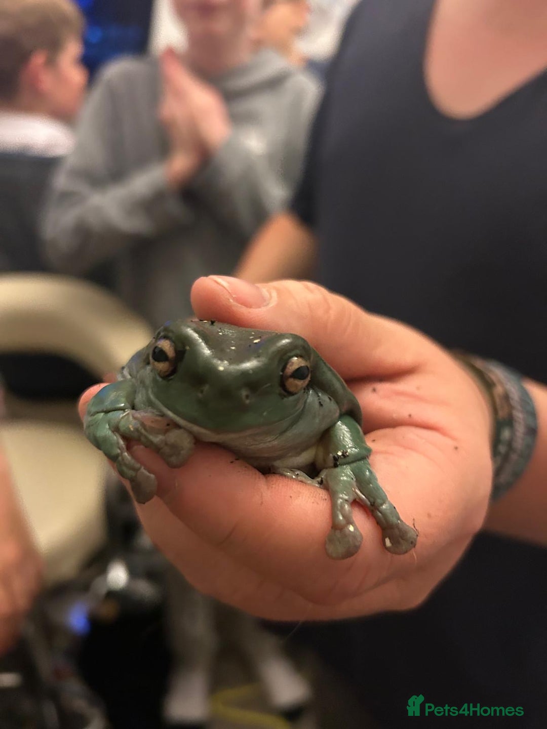 Frog reptiles for sale: Three white tree frogs with Vivarium - Advert 1