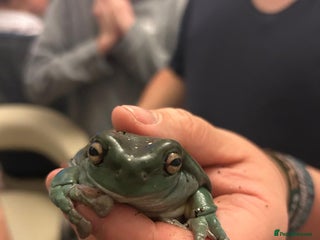 Frog reptiles Three white tree frogs with Vivarium - Advert 1