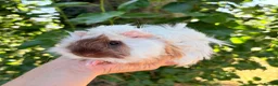 Guinea Pig rodents for sale: LOTS Of Gorgeous Gentle Baby Boy Guinea Pigs 🩵 - Advert 2
