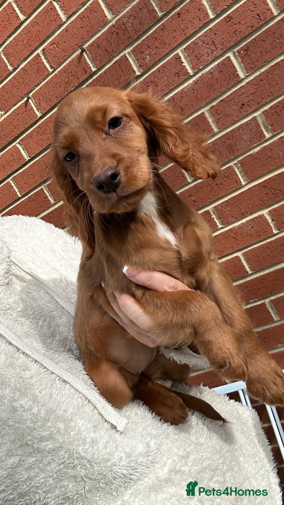 Cocker Spaniel dogs for sale: ‼️REDUCED‼️KC registered Red Cocker Spaniel Pups  - Image 21